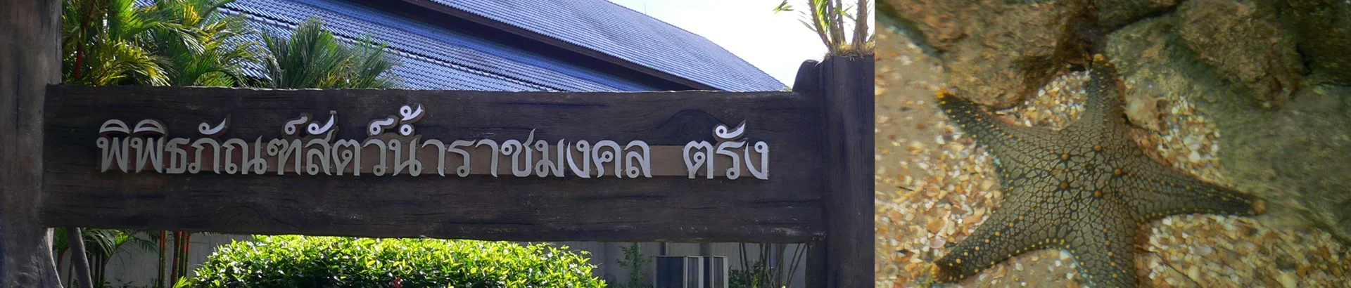 พิพิธภัณฑ์สัตว์น้ำราชมงคลตรัง