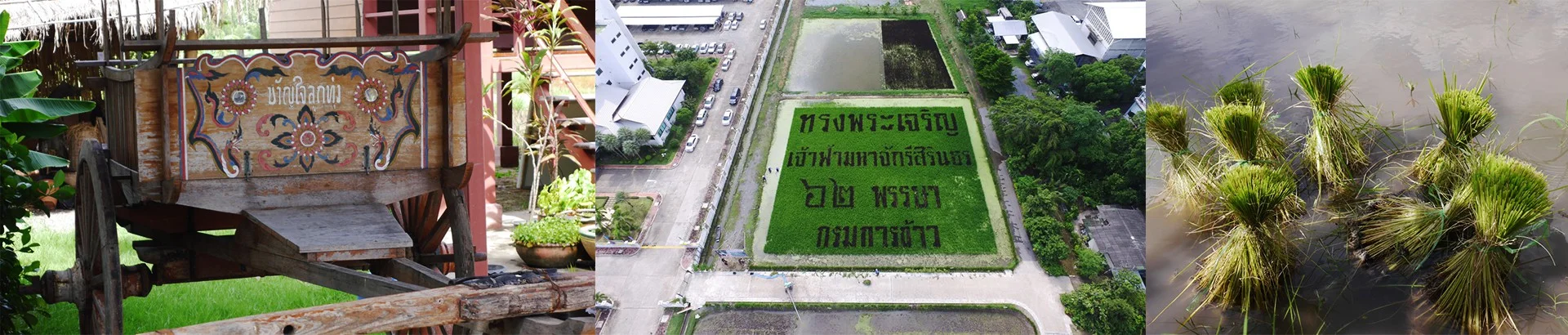 ศูนย์เรียนรู้โครงการพระราชดำริ โรงเรียนข้าวและชาวนา